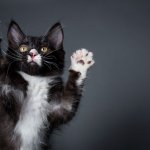 Jazz Hands Cat