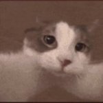 cat kissing camera GIF Template