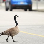 Canada Goose Crossing Road