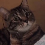 funny cat