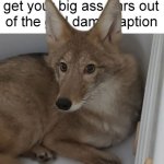 Wolf ears | image tagged in wolf ears | made w/ Imgflip meme maker