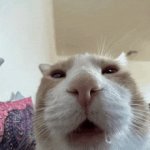 Drooling Cat