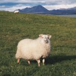 Sheep