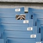 Raccoon alone at game