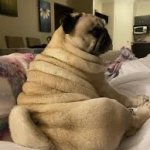 Roll pug
