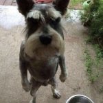 Angry Dog