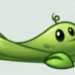 Pea vine