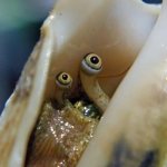 Terrified snail