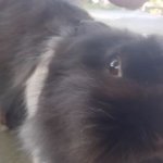 Funny bnnuy