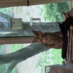 Funny cat with open mouth