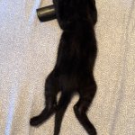 Salem