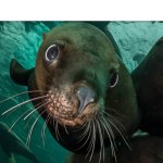 Seal Side eye