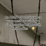 Ant Invasion | image tagged in gifs,ant invasion | made w/ Imgflip video-to-gif maker