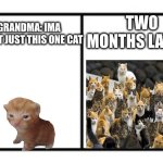 Grandma with cats be like | TWO MONTHS LATER…; GRANDMA: IMA ADOPT JUST THIS ONE CAT | image tagged in cats | made w/ Imgflip meme maker