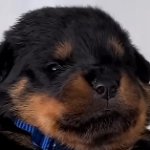 puppy