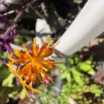Purple Passion Bloom!