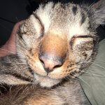 Asian Cat