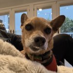 Dog teeth