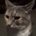 Serious Cat GIF Template