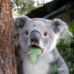How?! | WHEN YOU REALIZED YOU CAN STOP BEING CRINGE WHENEVER YOU WANT INSTEAD OF DOING IT FROM GETTING ROASTED. | image tagged in memes,surprised koala,facts,and that's a fact | made w/ Imgflip meme maker