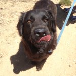 Dog spitting out her tongue template