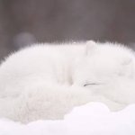 Arctic Fox Sleeping