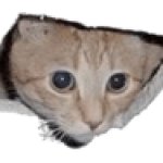 If you see this cat, you are lucky