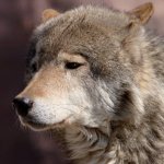 Sad wolf