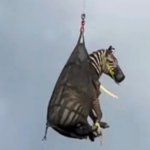 Ed the Zebra