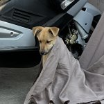 Sad dog questioning life in blanket