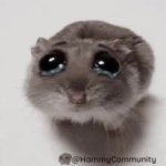 sad hamster GIF Template