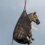 Zebra escape template