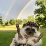 hedgehog with rainbow