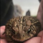 Grumpy toad