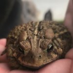 Grumpy toad