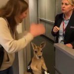 Kangaroo at Airport GIF Template