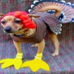 Turkey dog