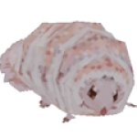 grub