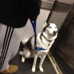 Awkward Dog template