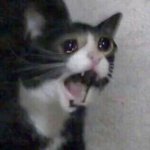 Crying cat