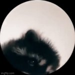 racoon | image tagged in gifs,funny | made w/ Imgflip video-to-gif maker