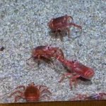 crab flip GIF Template