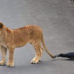 Lion and Crow