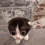 Cat with wide eyes
