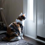 Cat looking out