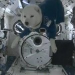 Space Dog GIF Template