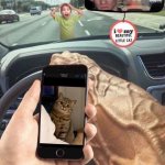 Funny cat