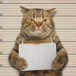Evil cat template
