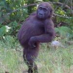 Sassy Gorilla