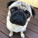 Bobby (Mr. Crainer's Dog)